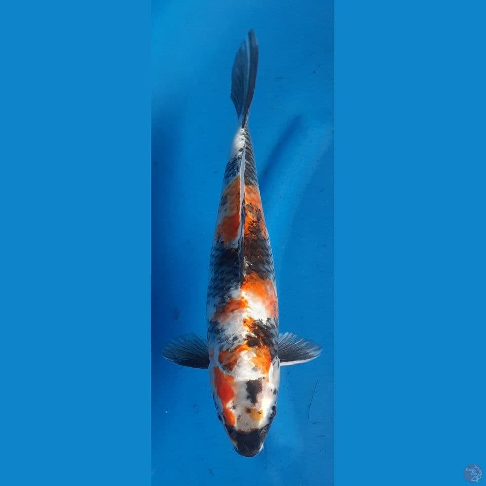 KAGESHOWA 31CM FEMALE