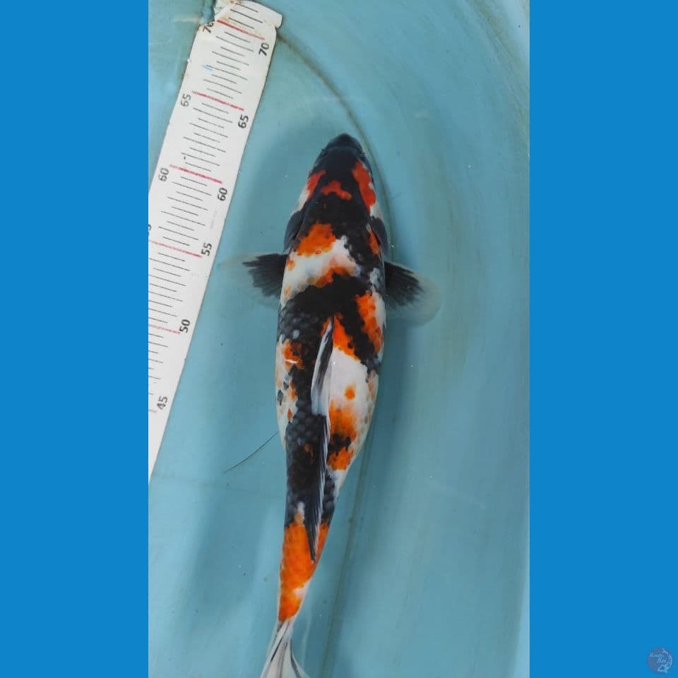 showa 36cm
