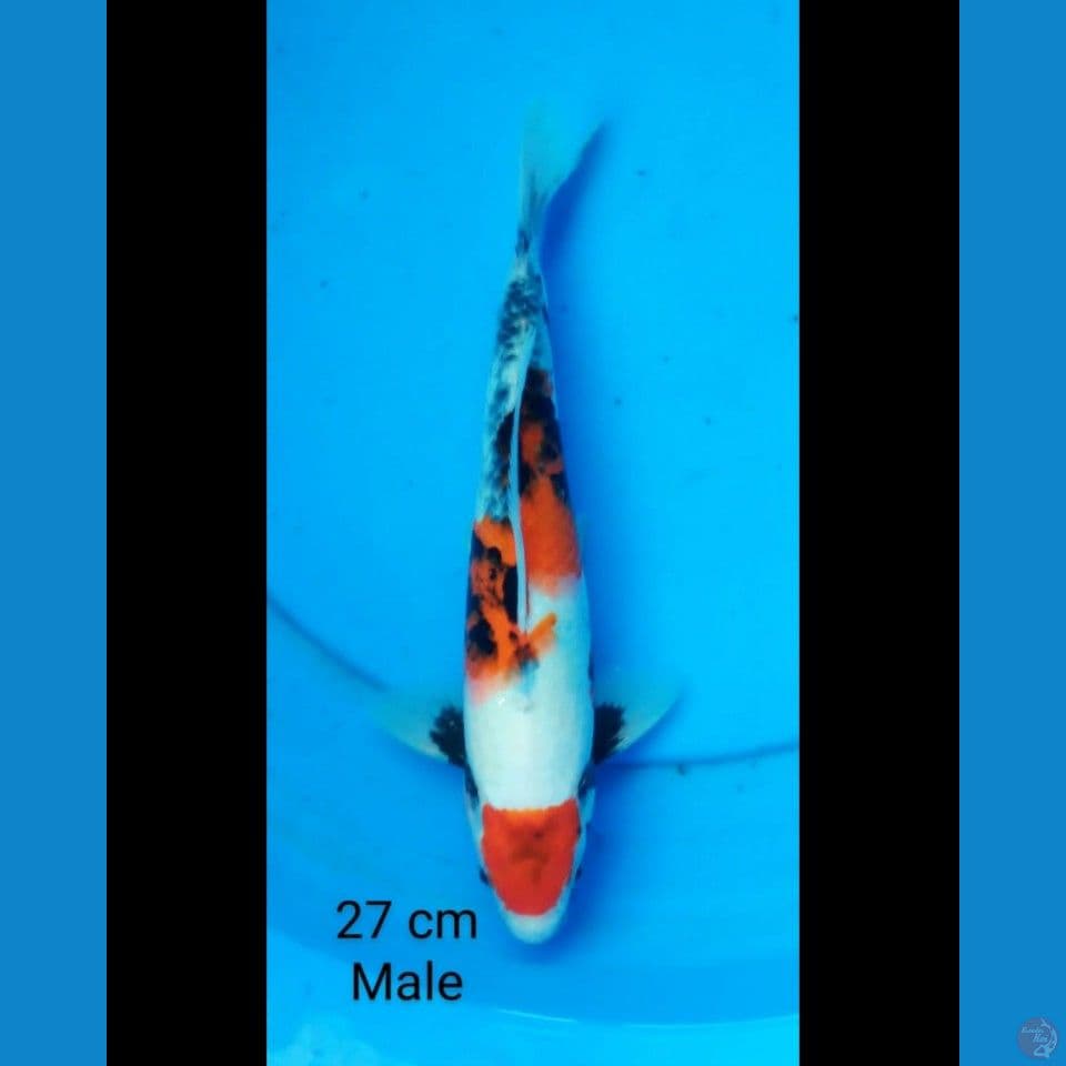 Maruten showa male 28 cm