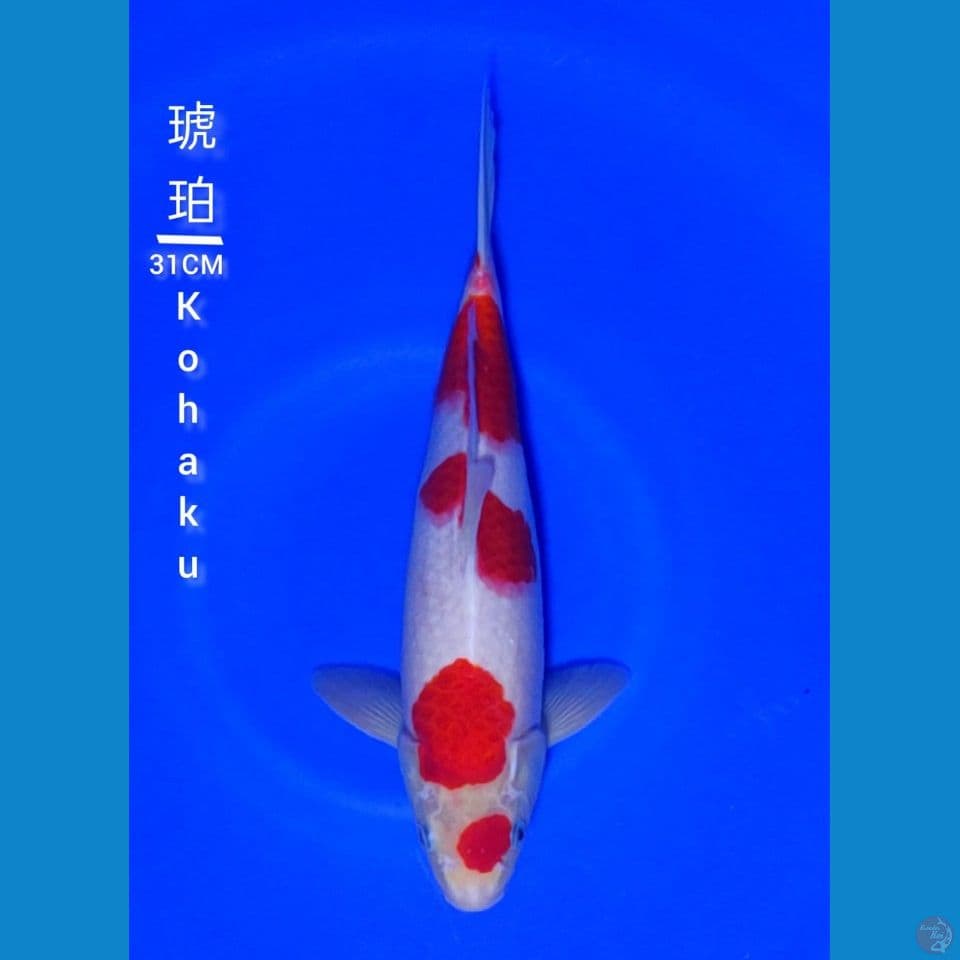 Maruten Kohaku F1 sakai 31cm male