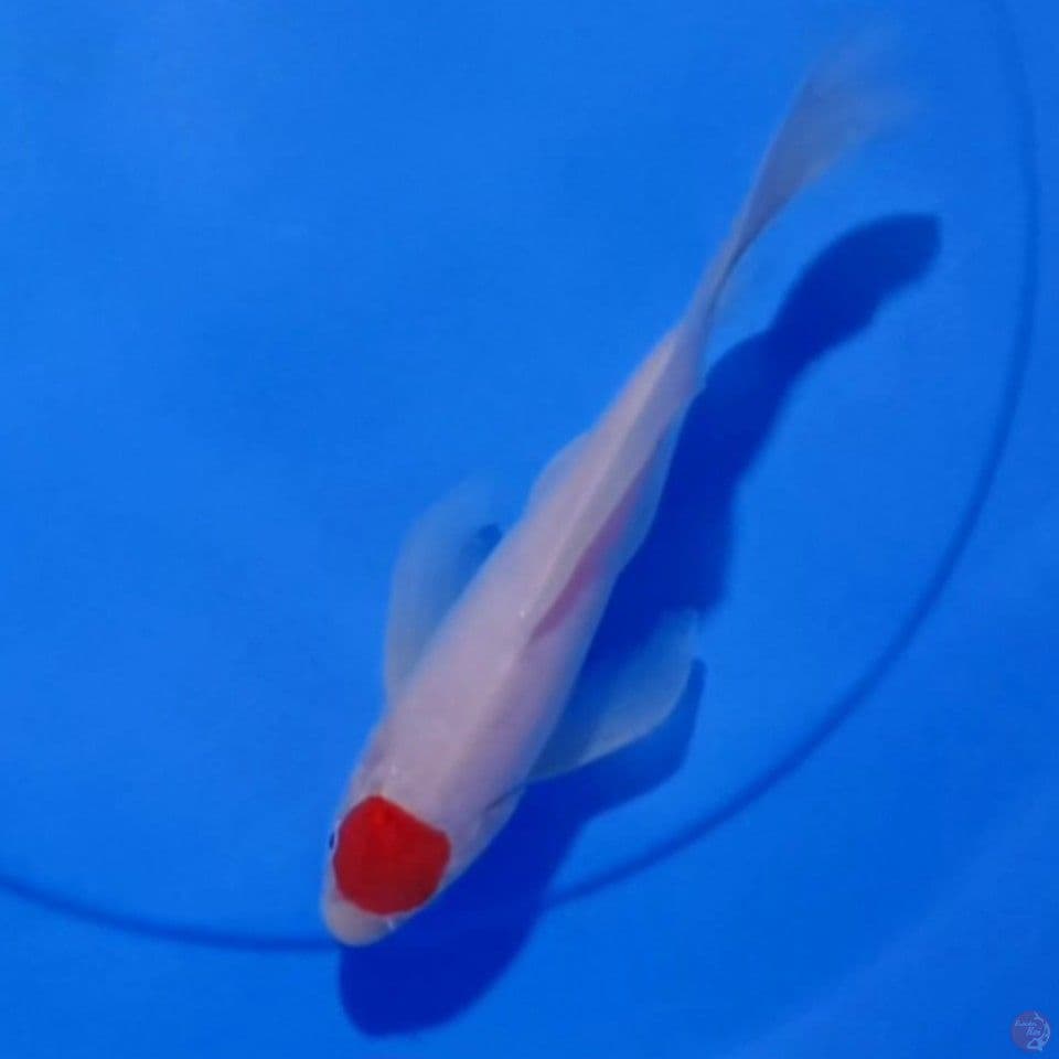 KUMPAY TANCHO KOHAKU 25CM