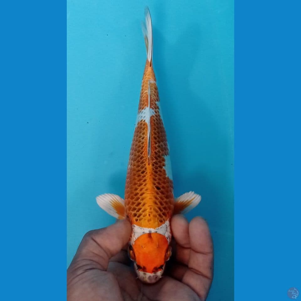 KIMOTO 26CM