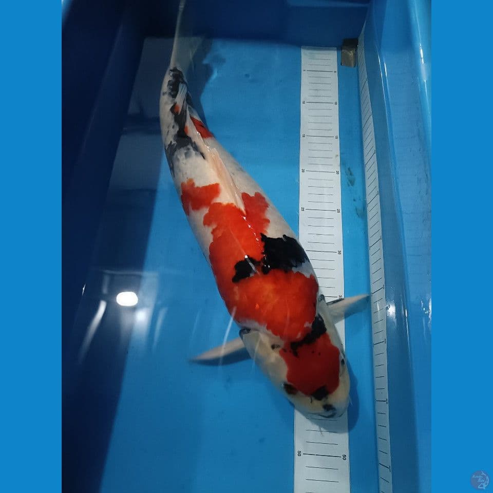 showa 53 cm