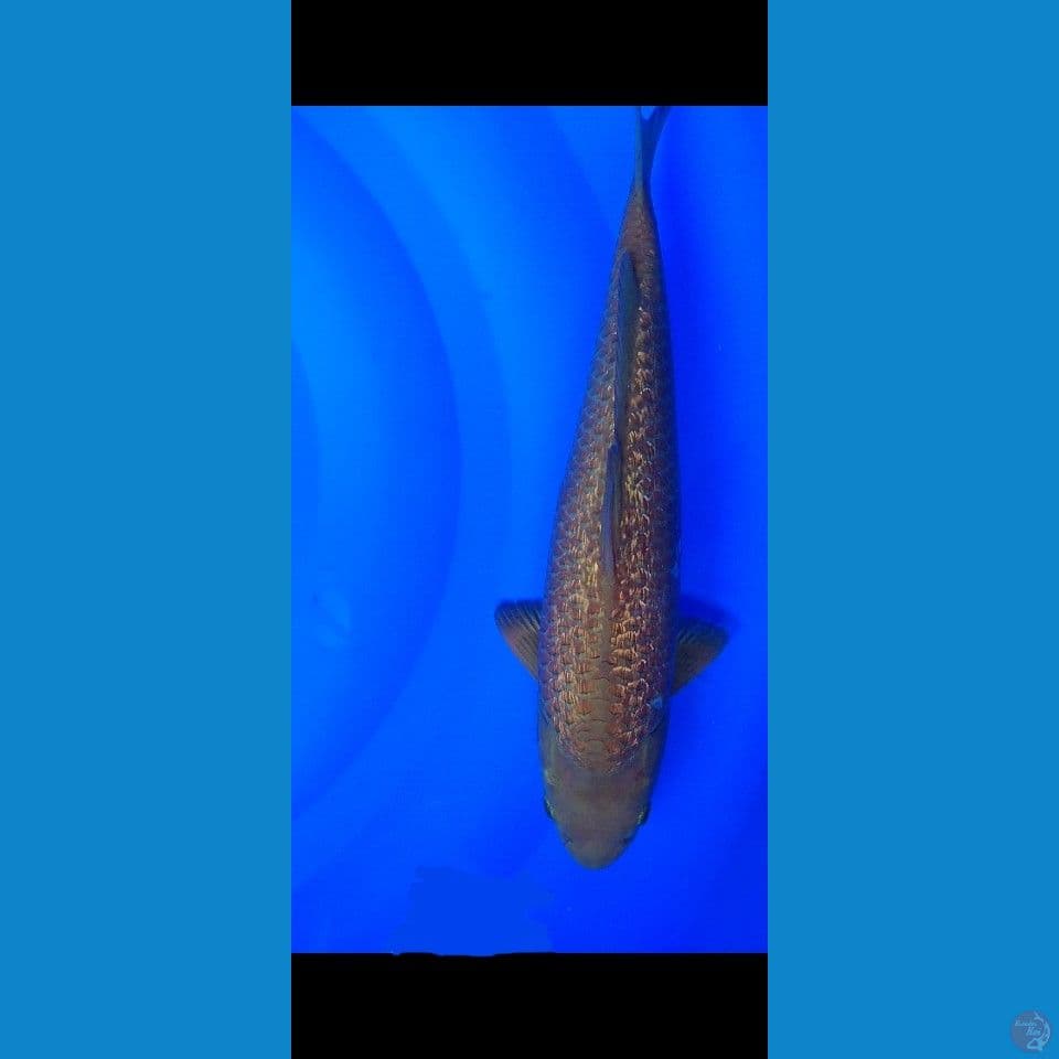 Cagoi Jantan