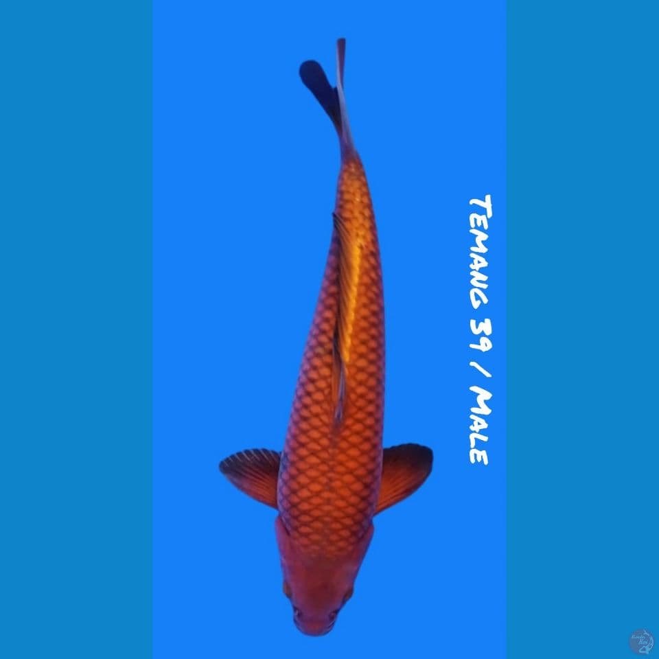 39/Male TEMBAGA