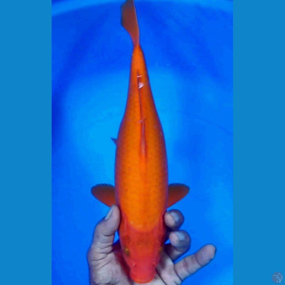 red karashi