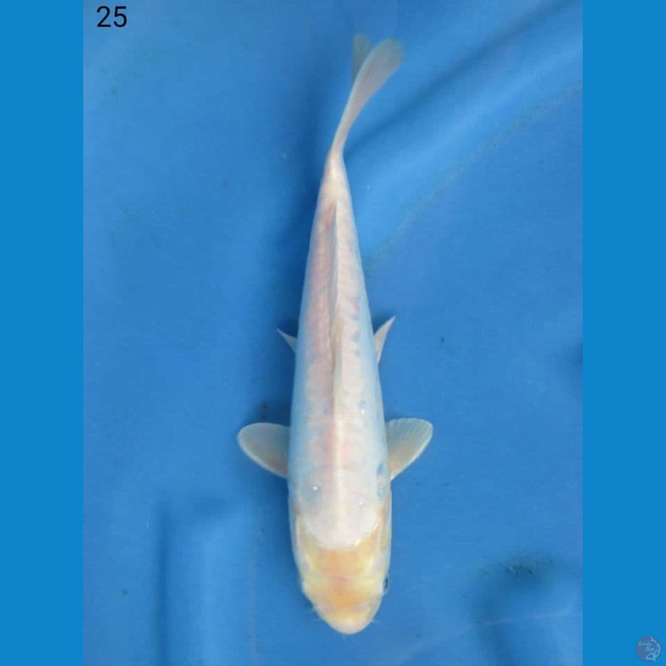 25cm - Shiromuji