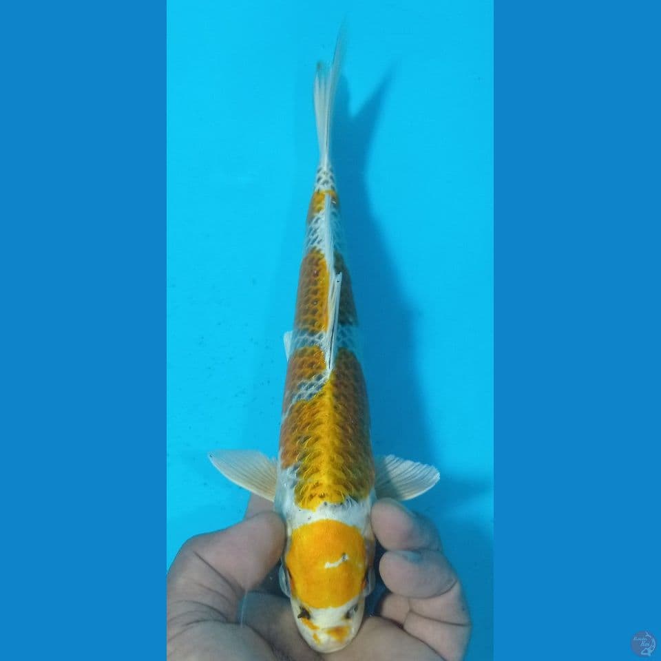 KIRIN 28