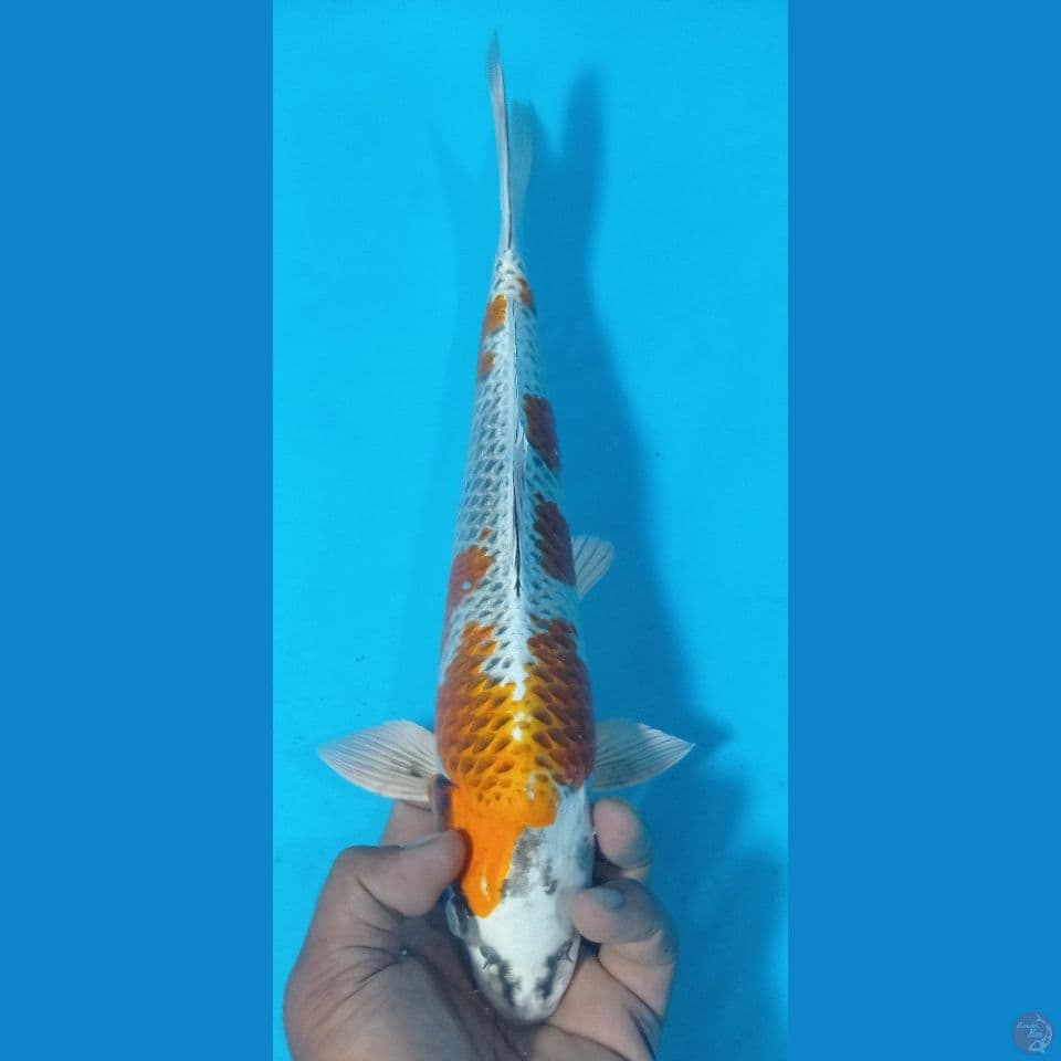 KUJAKU 35CM