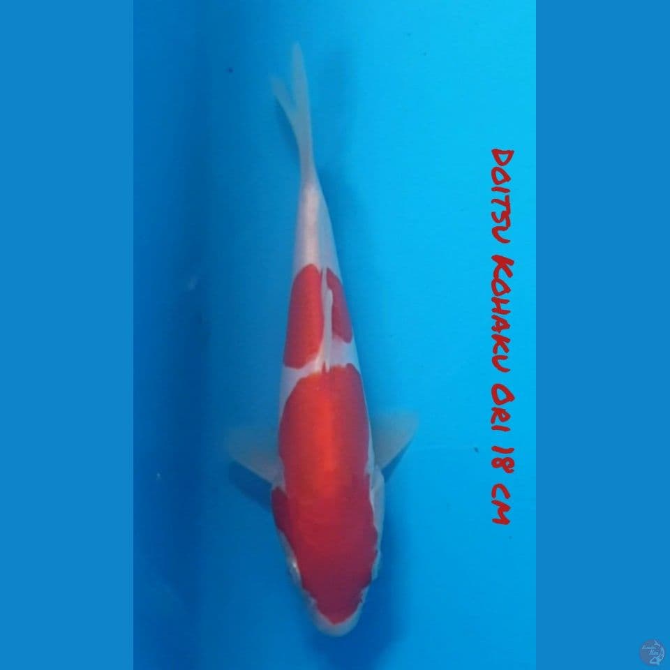 18 CM KOHAKU DOIT ORI