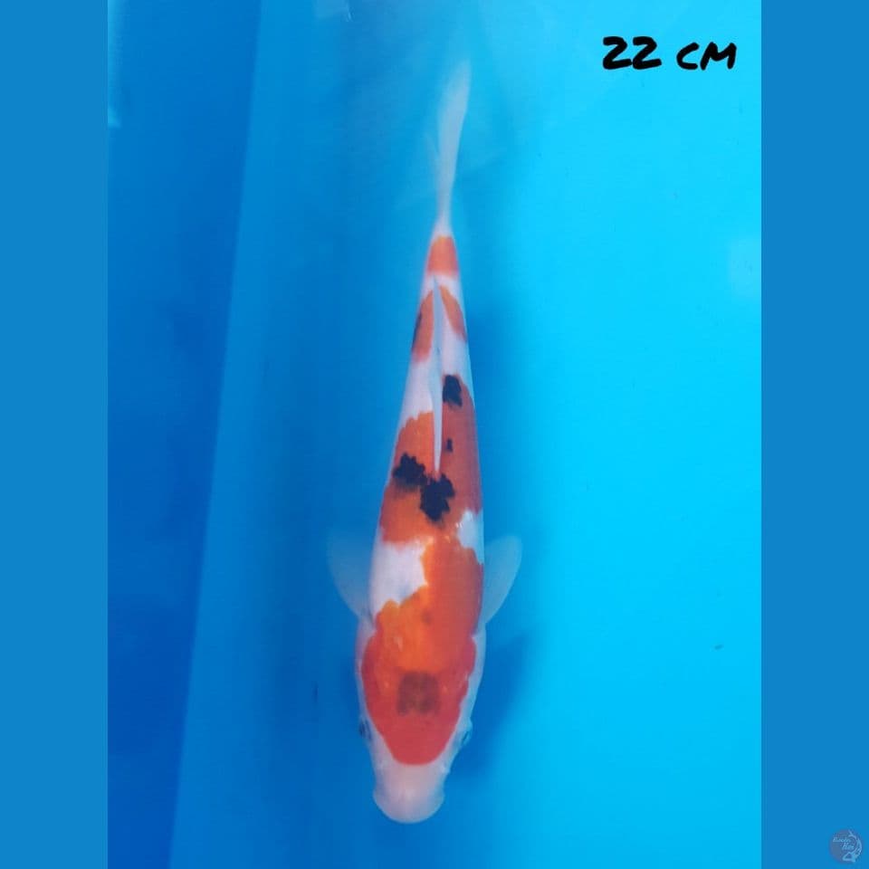 22 CM SANKE Tategoi Prospek