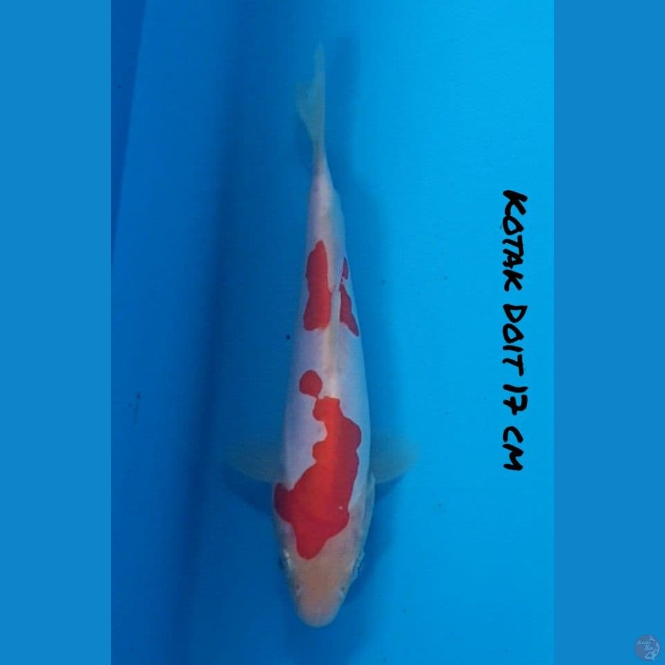 19 CM DOITSU KOHAKU ORI
