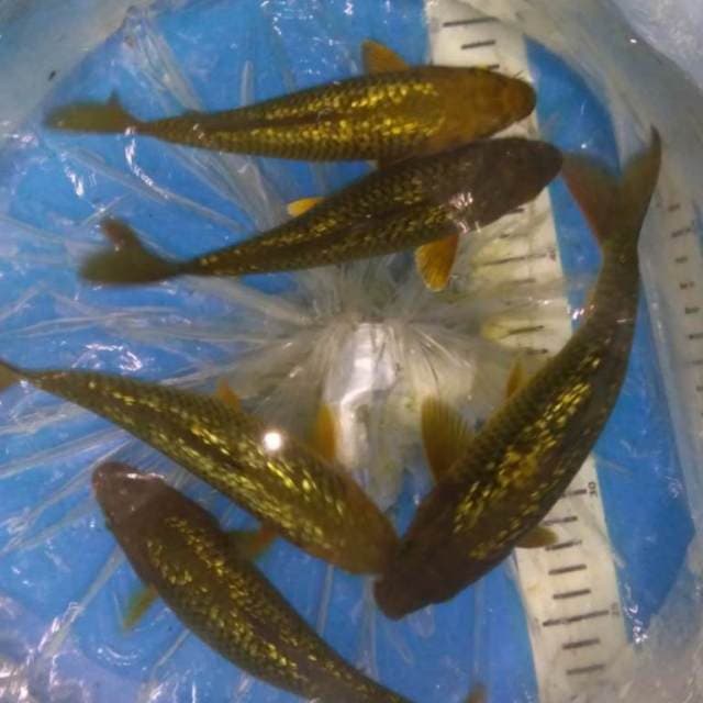 PENJINAK KOLAM 5 ekor