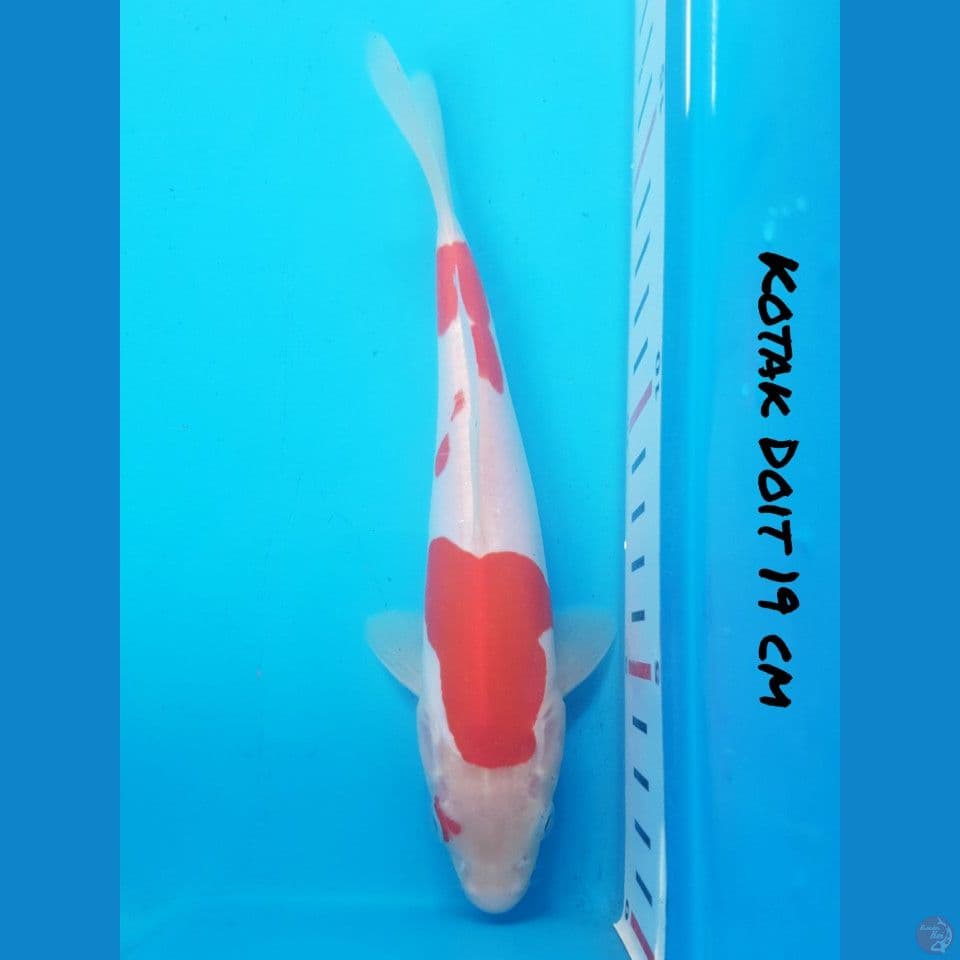 17 CM DOITSU KOHAKU ORI