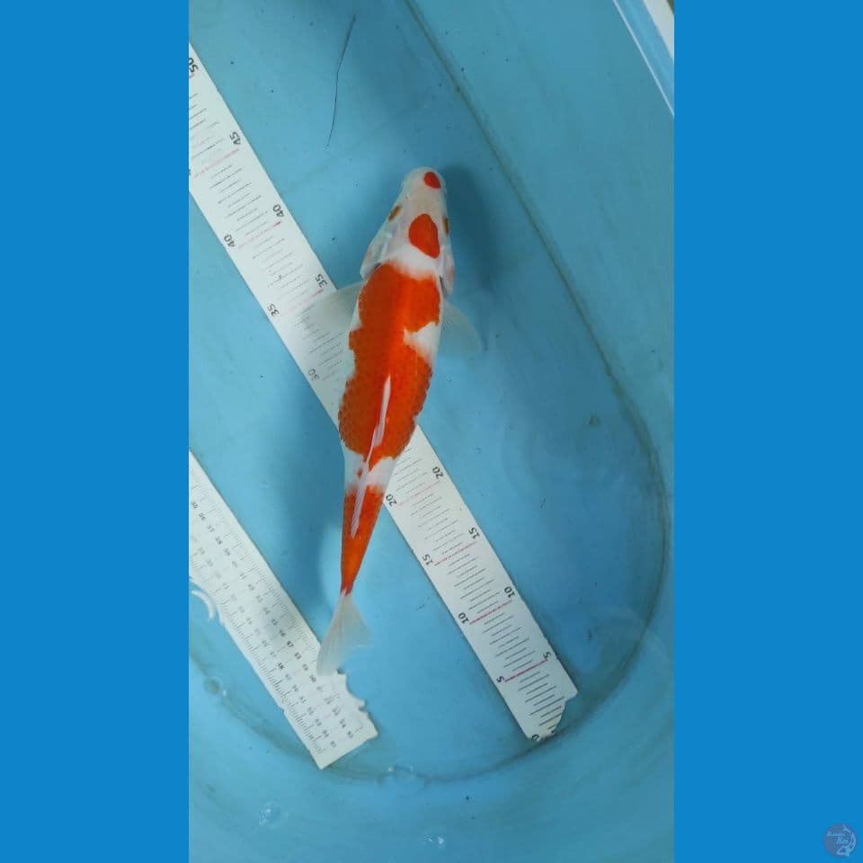kohaku 32 cm