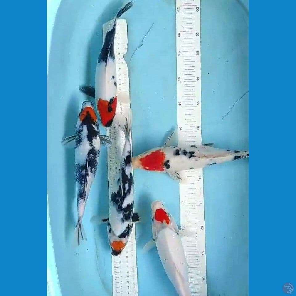 tancho 27-30cm 5 ekor