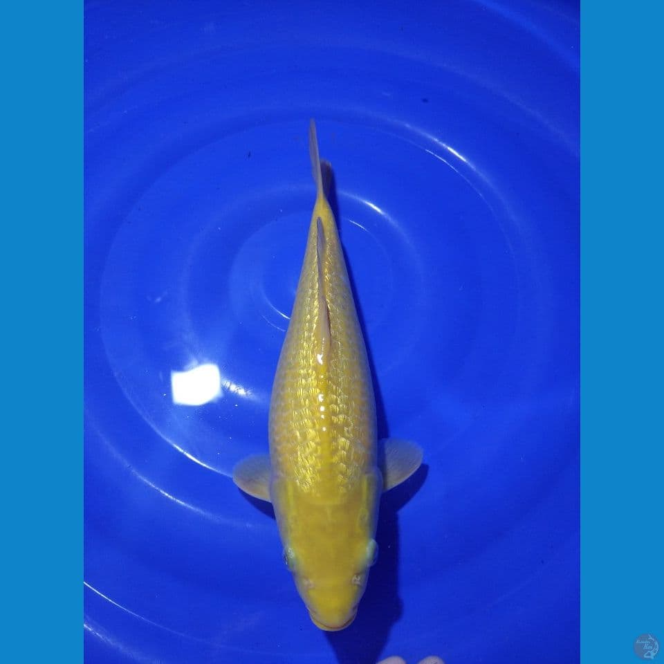 KARASHI GINRIN 35CM
