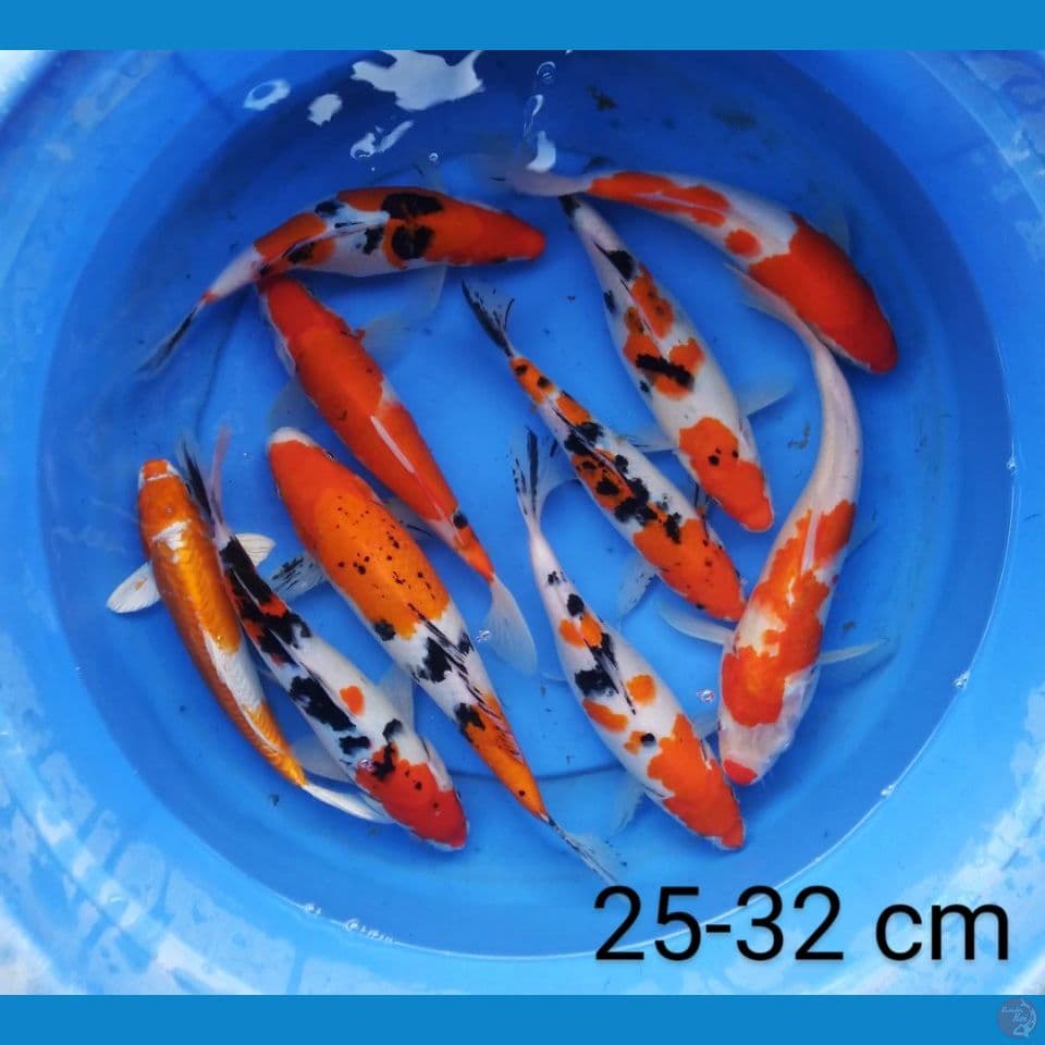 kohaku sanke 25-32 cm