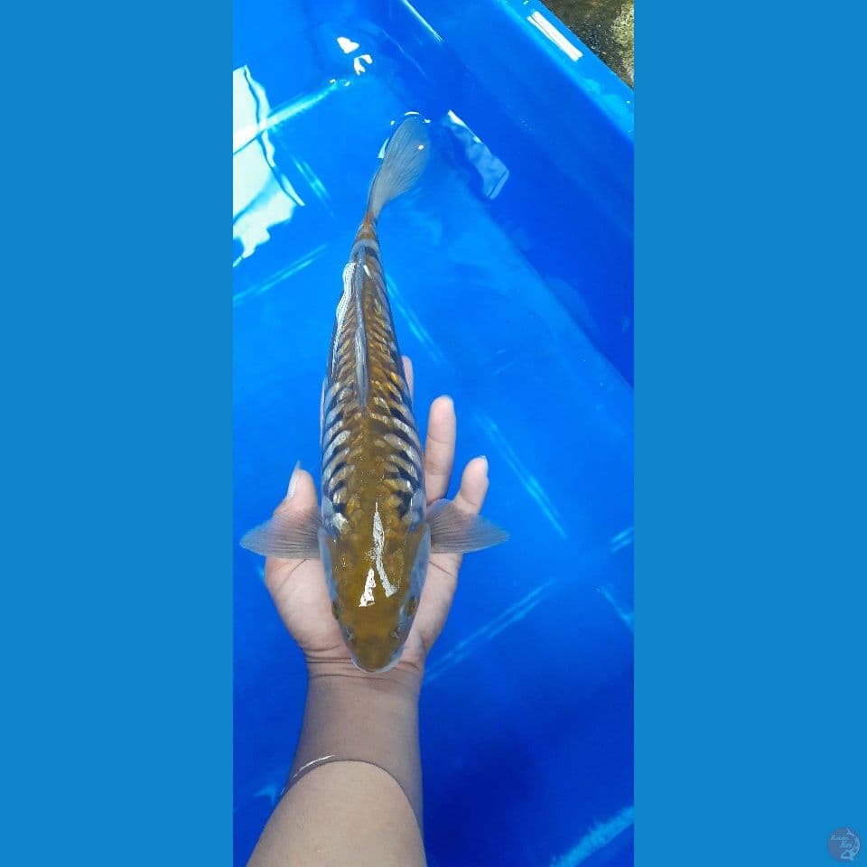 Aragoke 34 cm