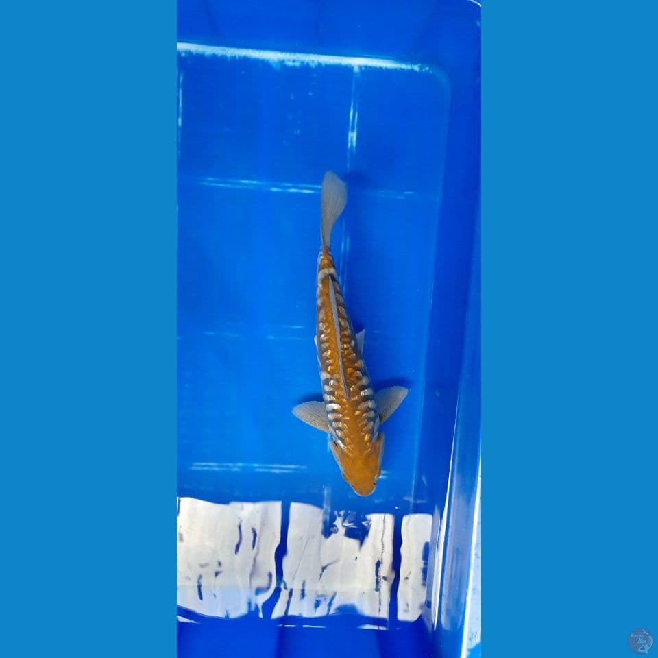 Aragoke 34 cm