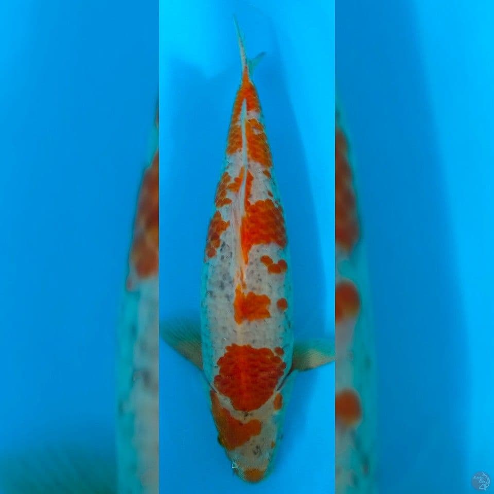 Sabikoyo Male 50cm