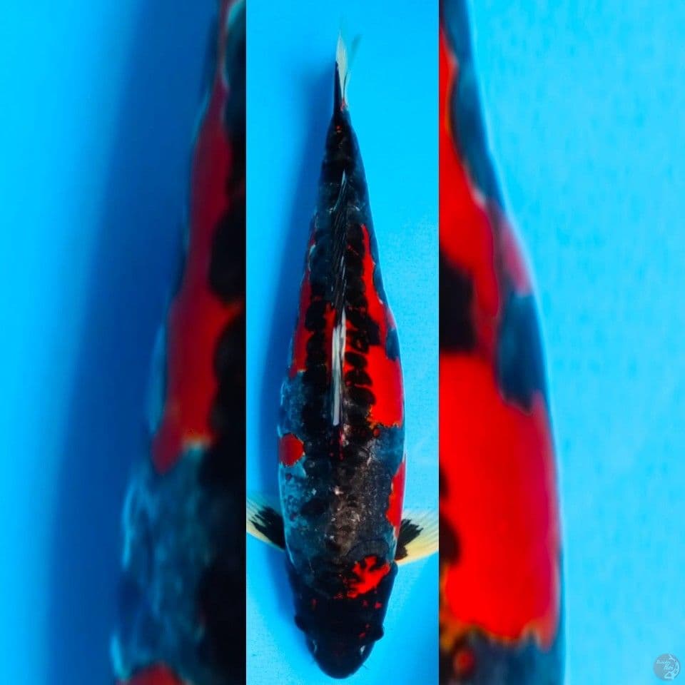 BENIKIKOKURYU 43CM FEMALE