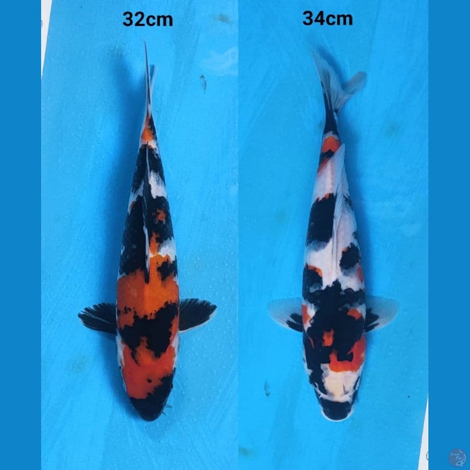 32-34cm