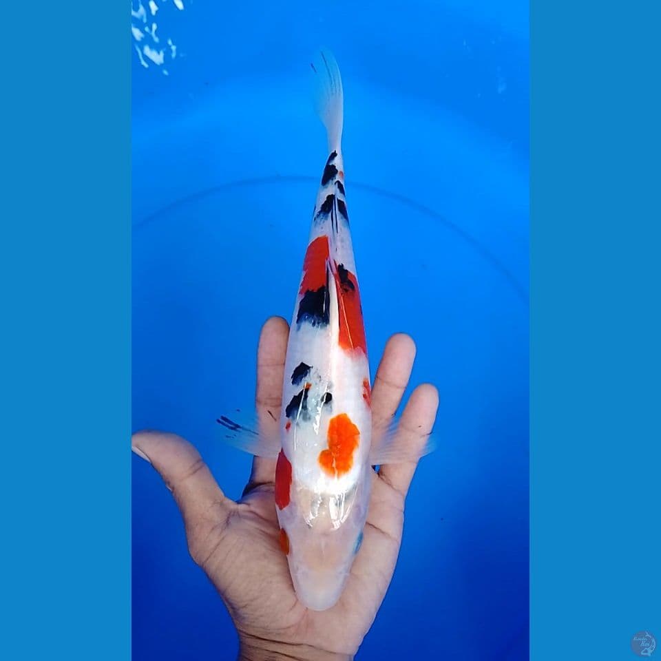 sanke size : 29cm.m