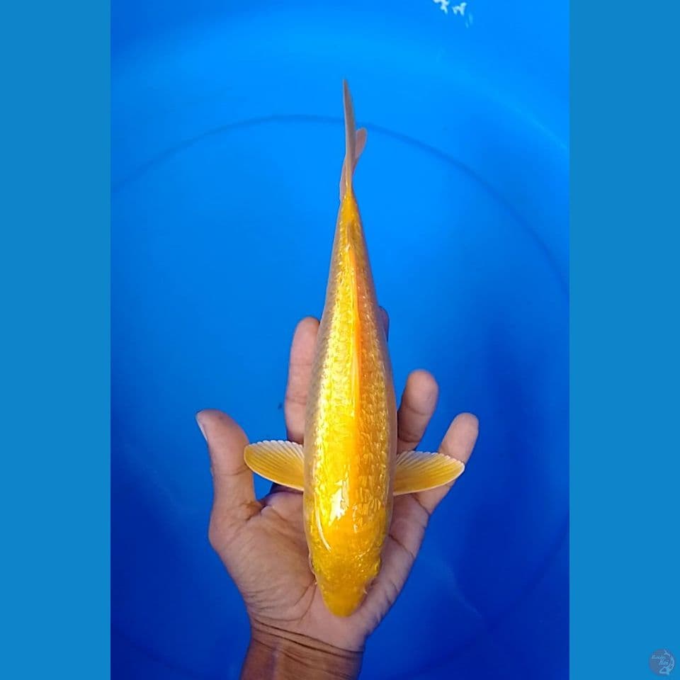 karashi gindrin size : 26cm