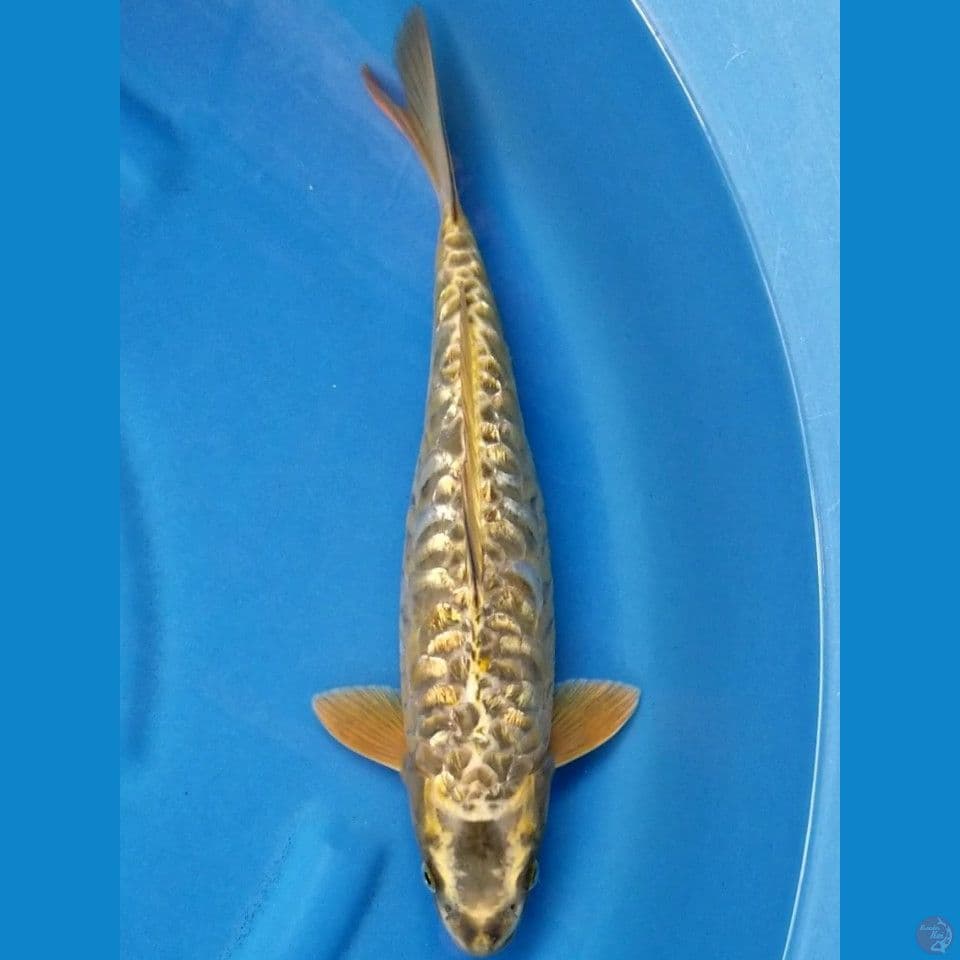 GOLD FULL ARAGOKE 36 CM