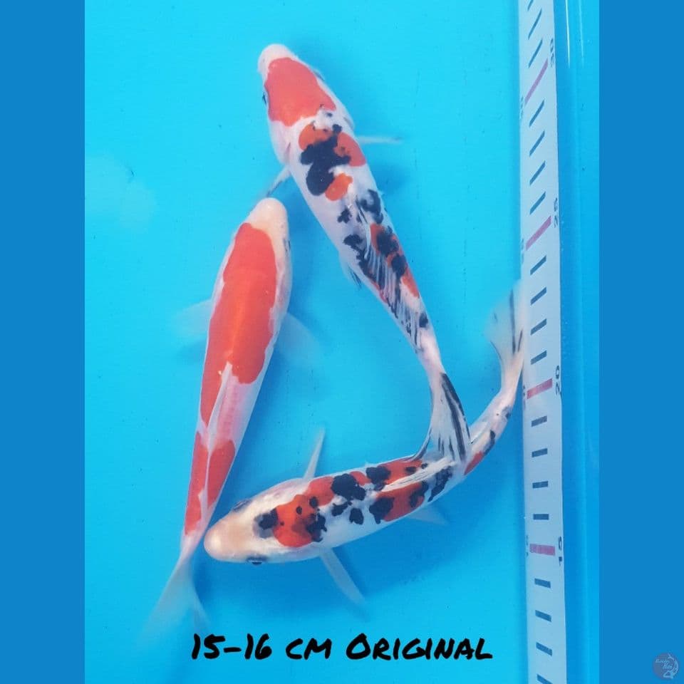 15-16 CM PAKET ORI 3 ekor