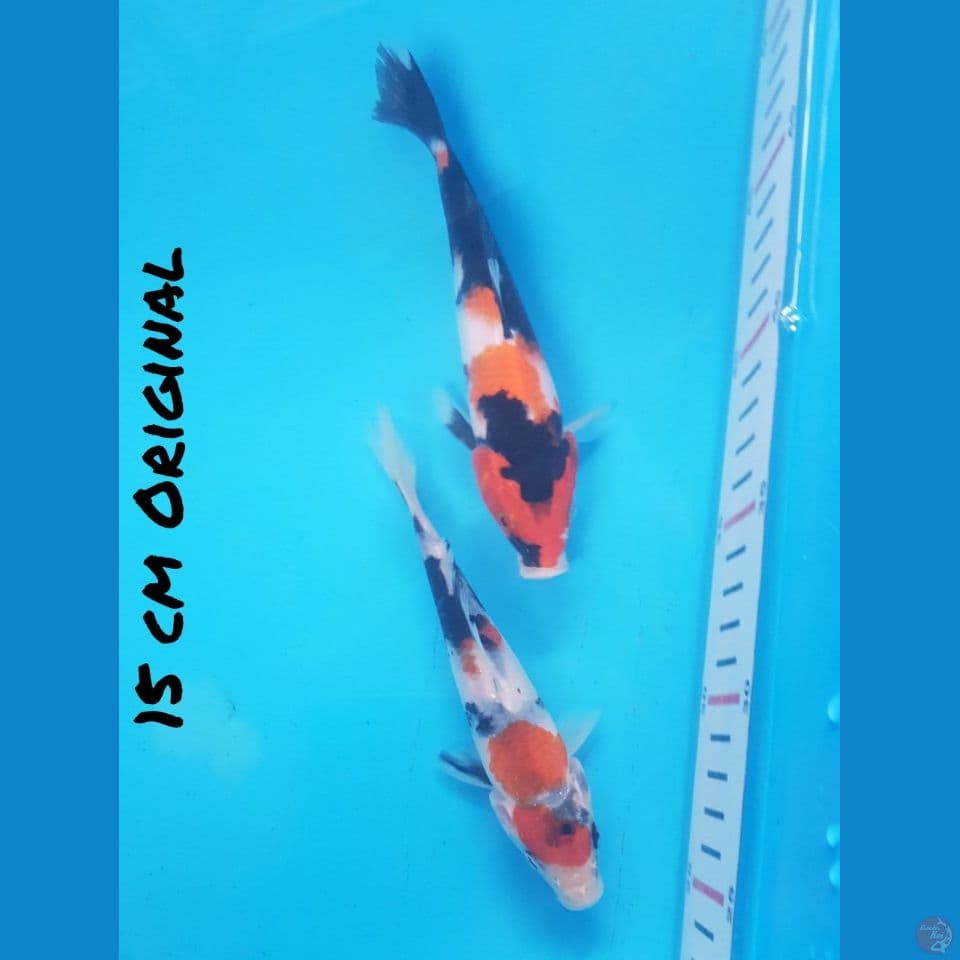15 CM PAKET ORI 2 ekor