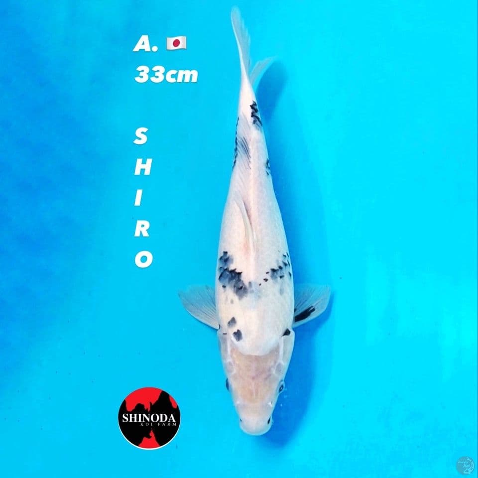 shinoda shiro 33cm