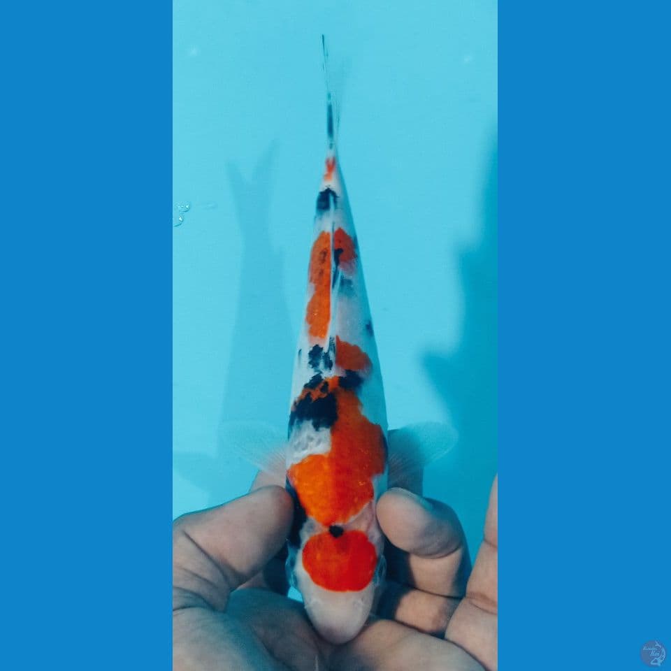 maruten 22