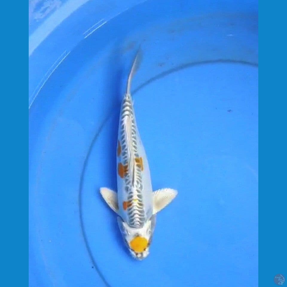 Matuen kiko ori 27cm male