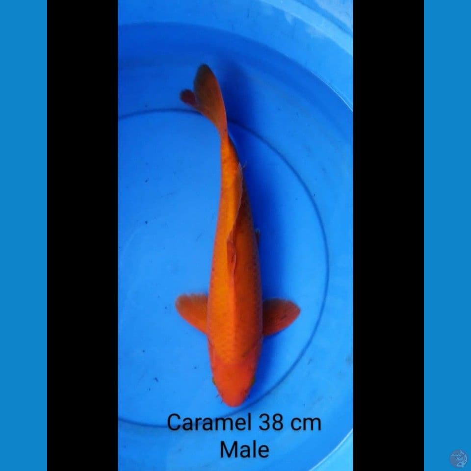 Karamel male 38 cm