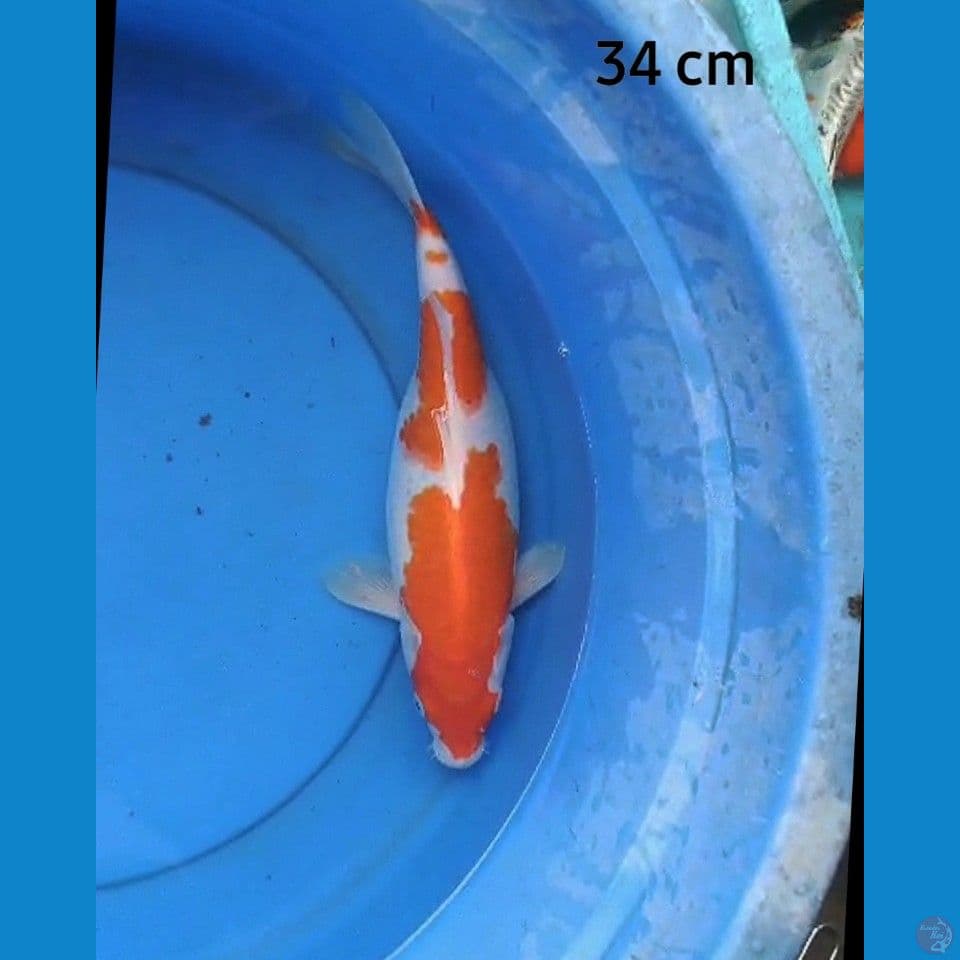 Kohaku gendong telor 34 cm