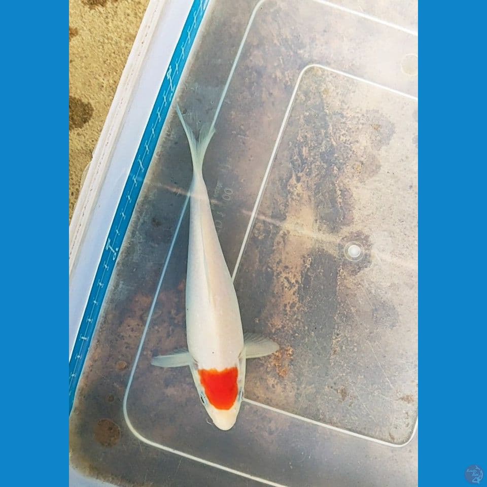 tanco ori 17 cm