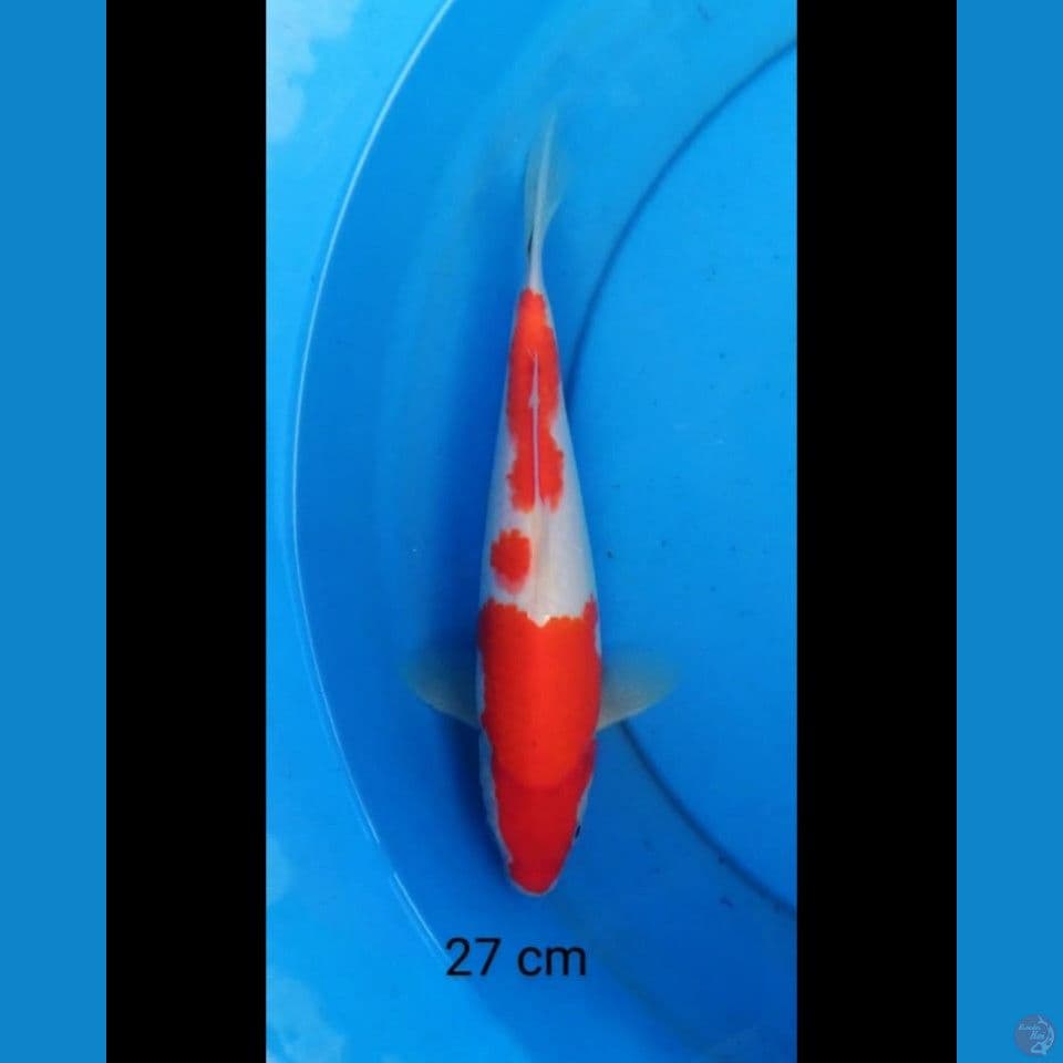 Kohaku strong 27 cm