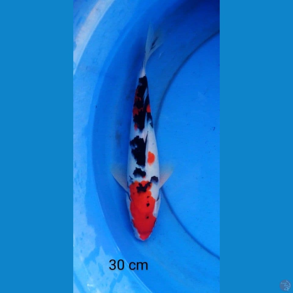 Sanke strong 30 cm