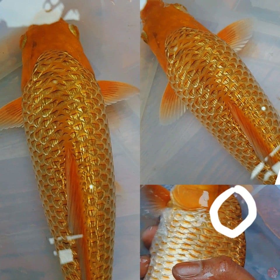 karamel ginrin bulky
