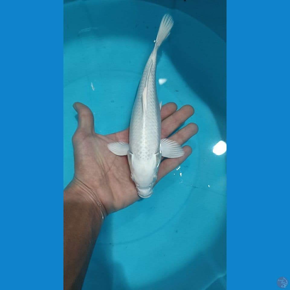 Platinum 22cm