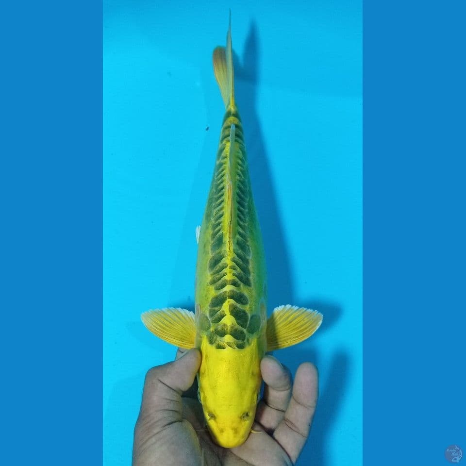 YELOW MENGGO 35