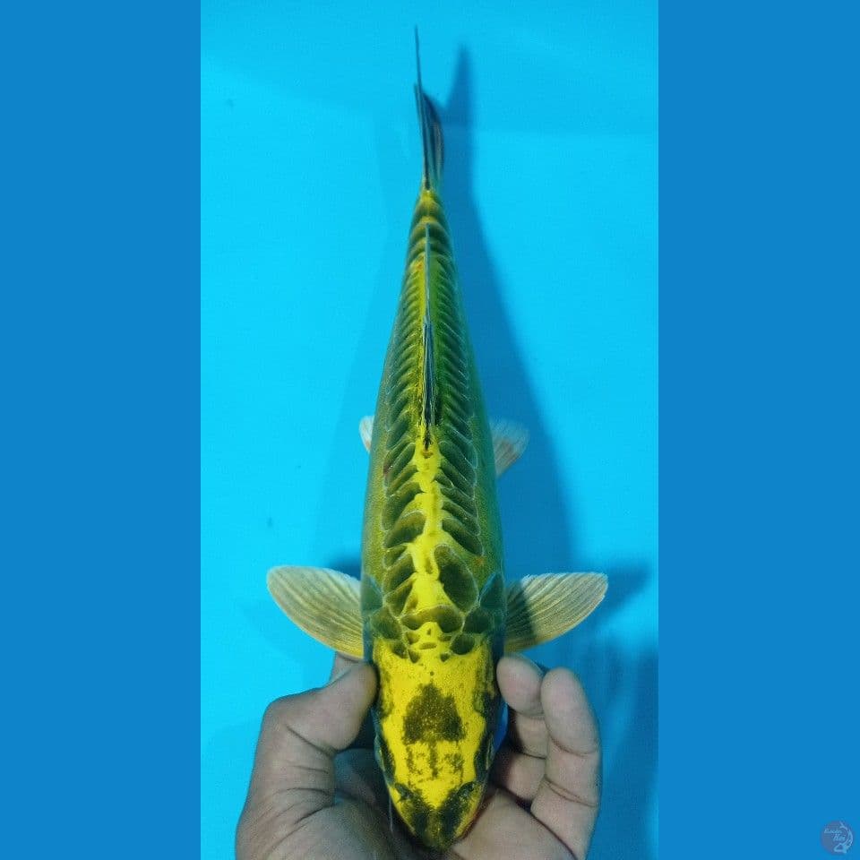 GREEN MUKASI 35