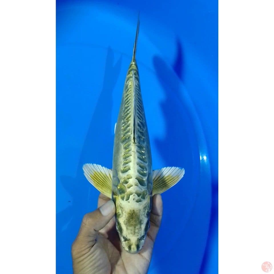 mukashi gindrin doitsu size 32 cm .m