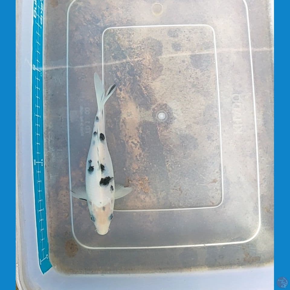 becko 16 cm