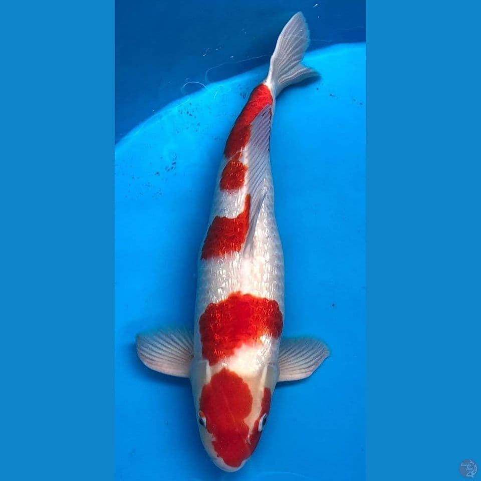 F1 Dainichi 55 cm Male ginrin