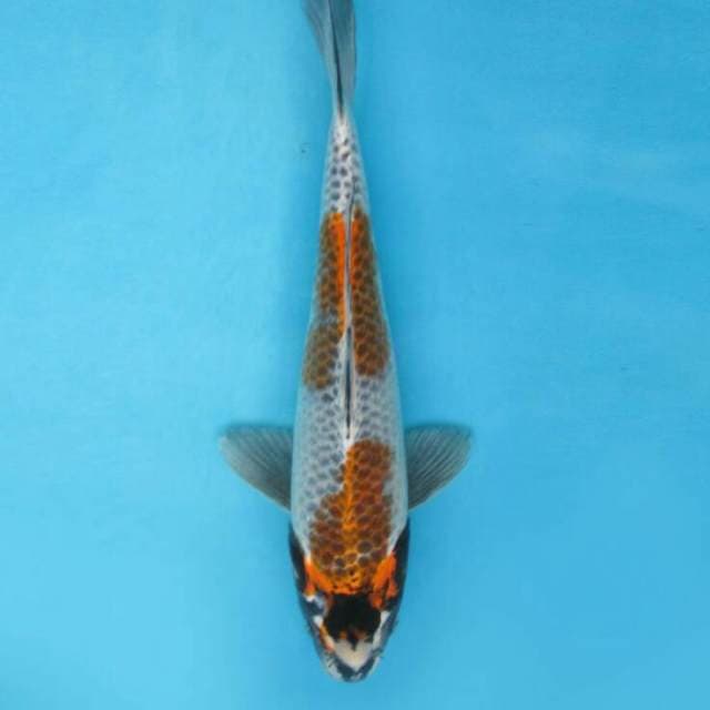 BKS ( Beni Gingga 37 cm )