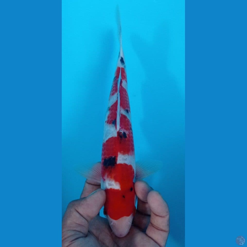 sanke 29cm