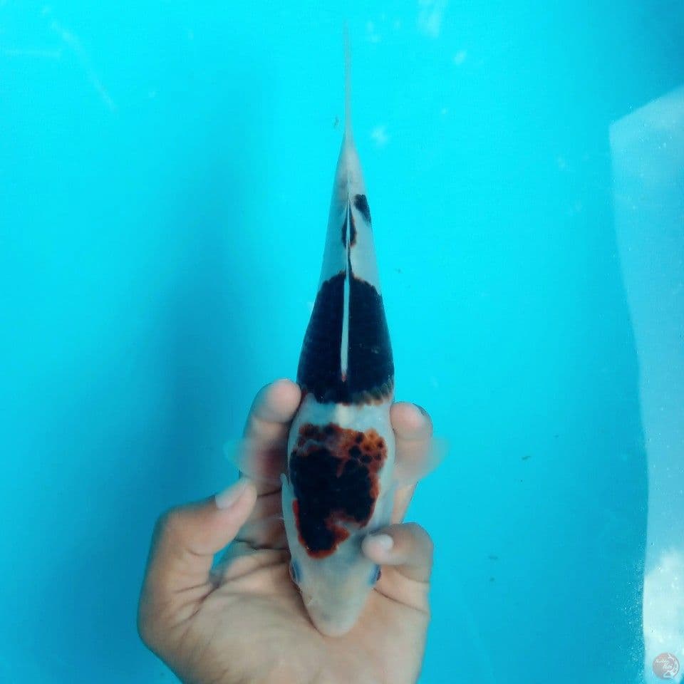 BUDO GOROMO 23CM